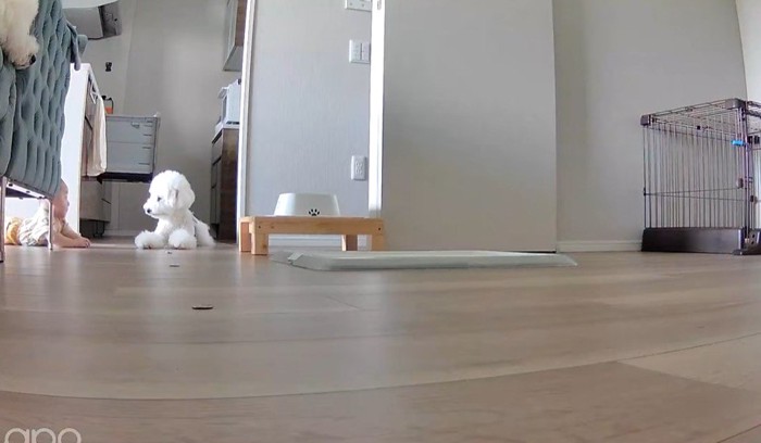 ペットカメラで確認してみた