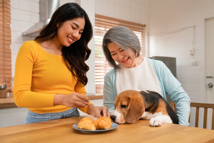 人の食べ物を欲しがる犬