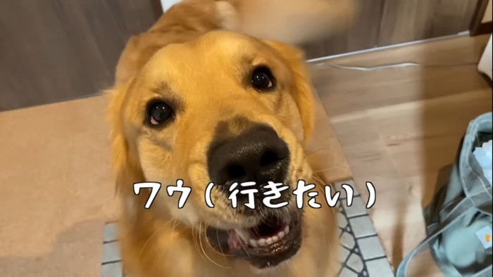 飼い主に向けて鳴く犬