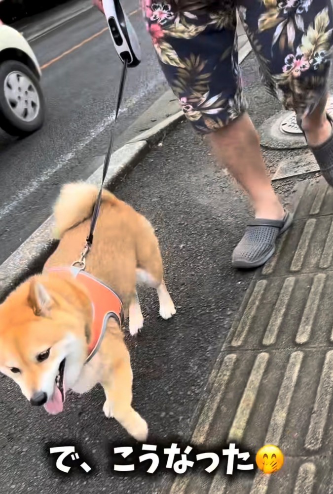 散歩する柴犬1