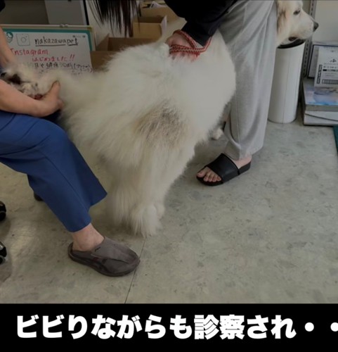 診察を受ける犬