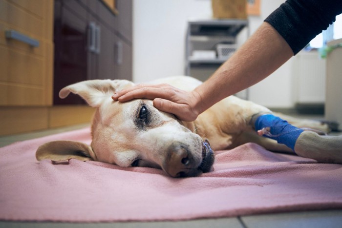 病院で横たわる老犬