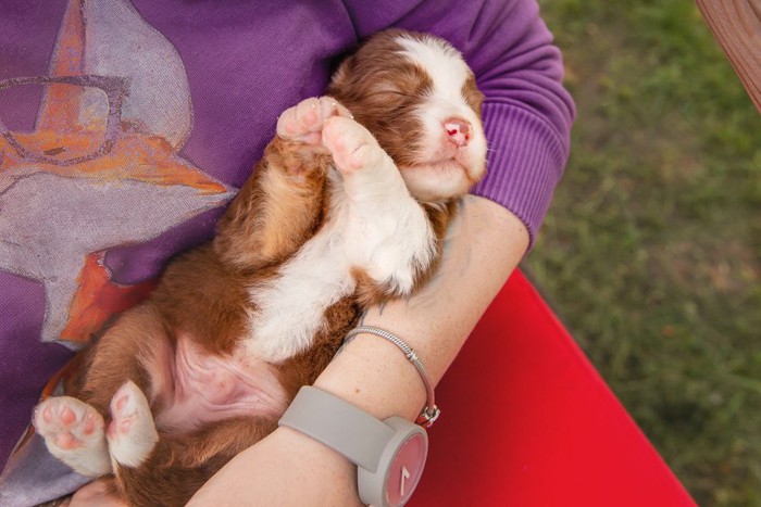 腕に抱かれている子犬