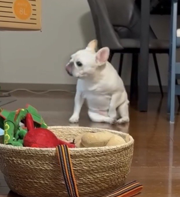 こちらを向く犬