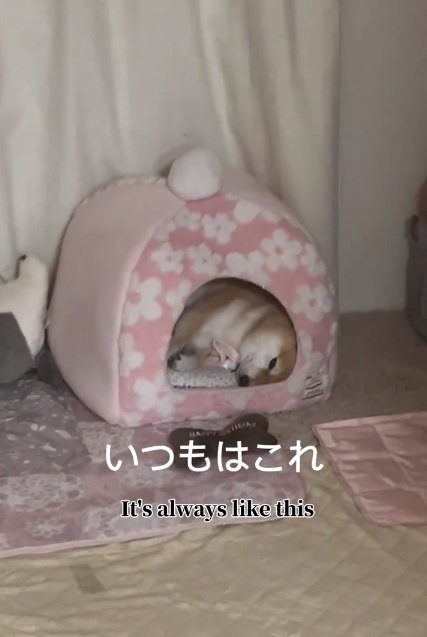 眠ったまま出迎えるこまりちゃん