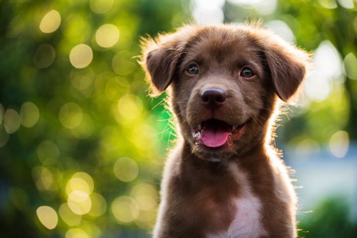 笑顔の子犬