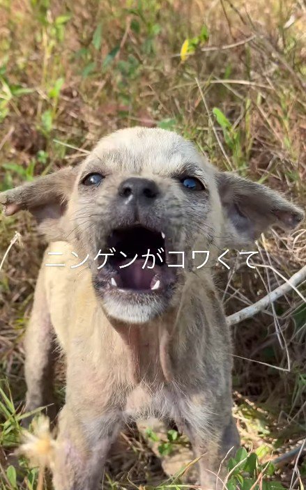 捨てられていた子犬
