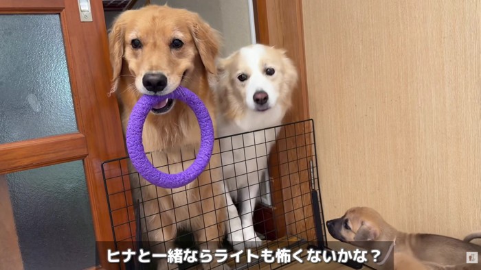 再び現れたヒナタちゃん