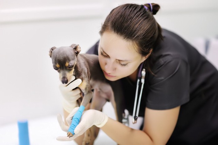 左前足に青の包帯を巻いて処置されている犬