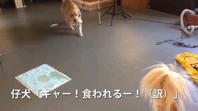 ギャー～字幕