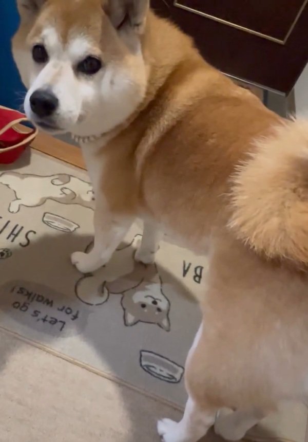 お父さんを見るまるちゃん