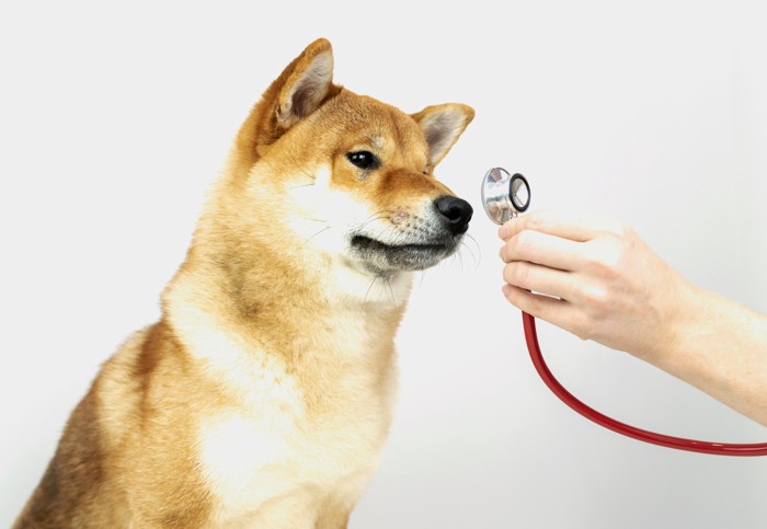 聴診器の先端を見つめる柴犬