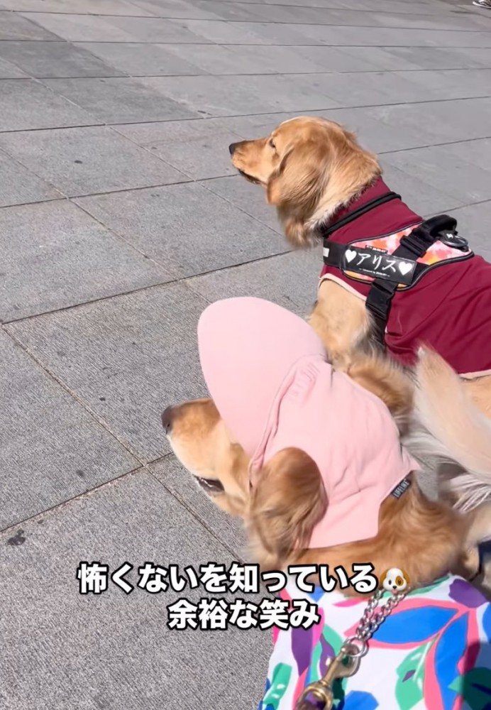 微笑む大型犬と警戒する大型犬