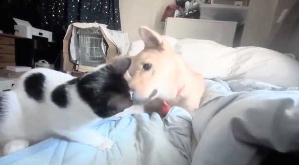 パンダちゃんに顔を近づけるソラちゃん