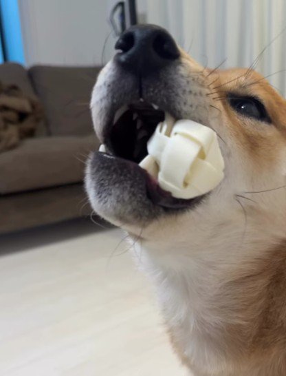 楽しそうに遊んでいたのに…