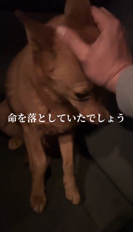 投稿者の手に頭をすり寄せる犬