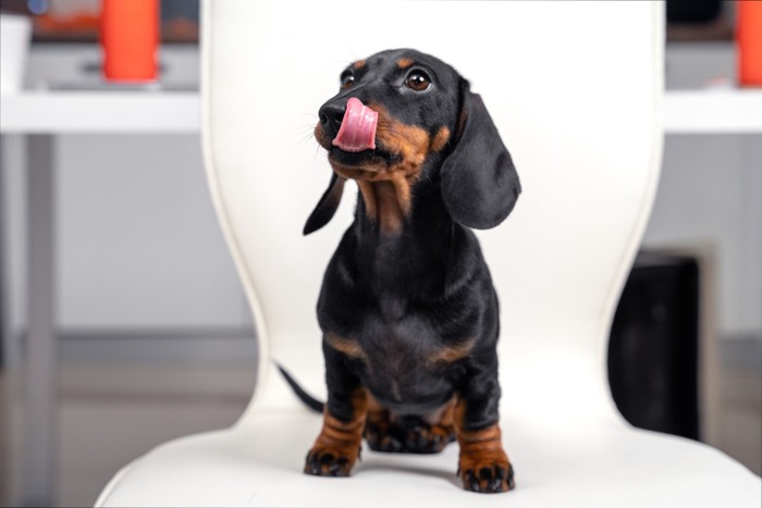 椅子の上に座って自分の口元を舐めている犬
