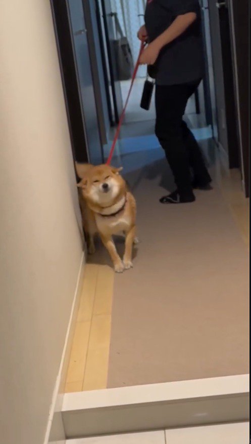 耳を後ろに倒して目を細める犬