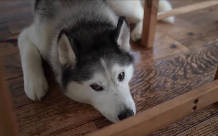 不満そうな犬2