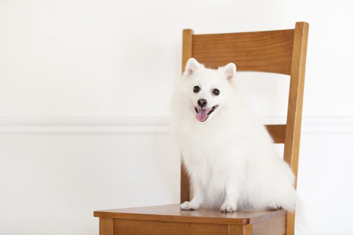 イスに座っている犬