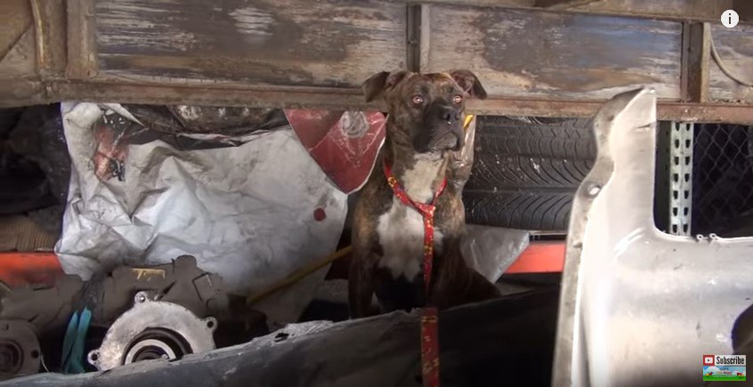 座って遠くを見る犬