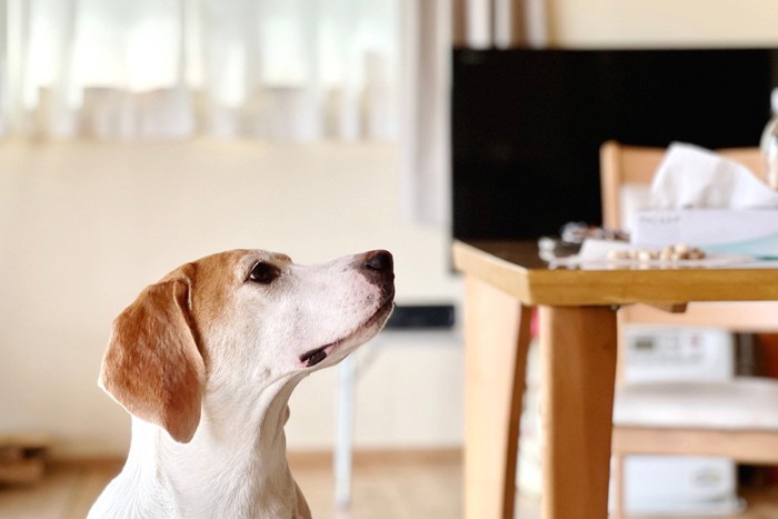 テーブルの上を覗く犬