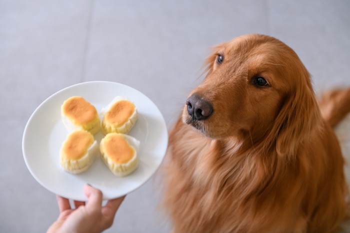 小さなチーズケーキが乗ったお皿を見つめる犬