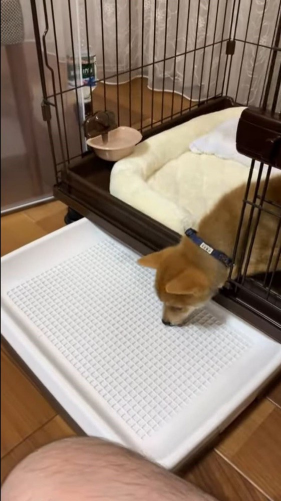 においをかぐ柴犬