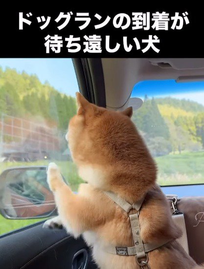 車の窓を力強くひっかく犬