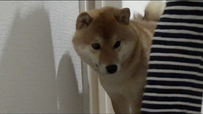 動くぬいぐるみを見つめる柴犬