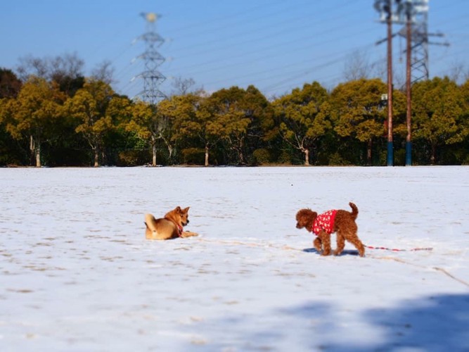 雪原にシバとトイプードル