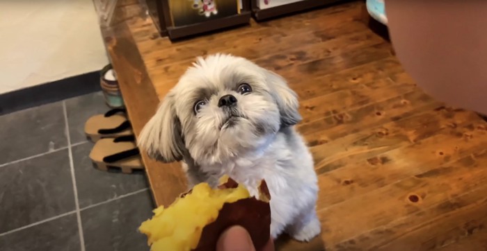 白目をむいて飼い主を見つめる犬