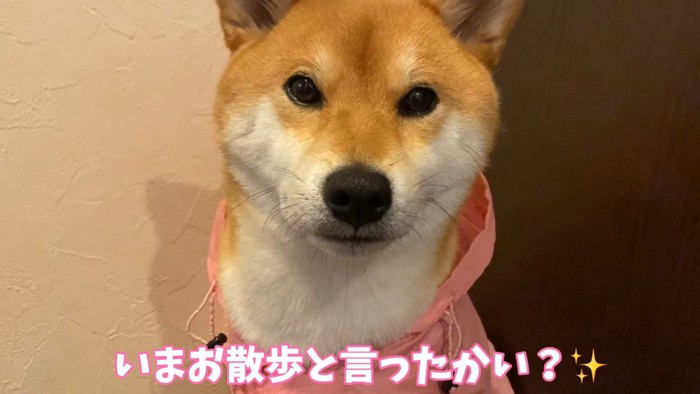 「お散歩」の一言でお目目をキラキラ
