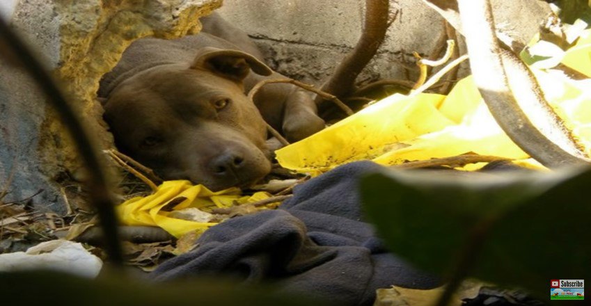 物陰に寝そべる犬