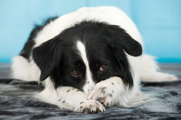 前足で鼻を隠して伏せている犬