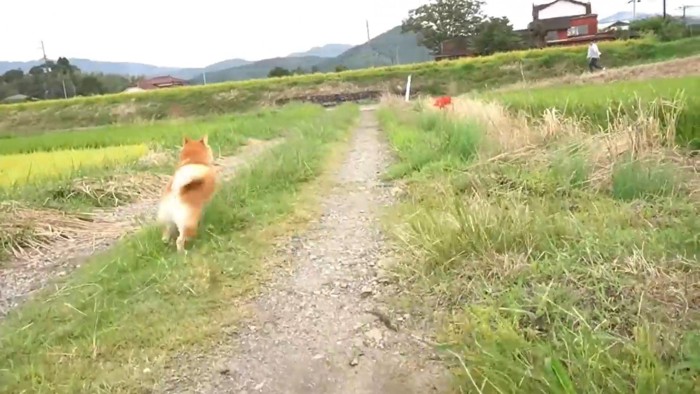 パパさんのもとへダッシュ