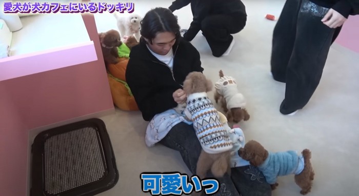 膝の上に乗る犬