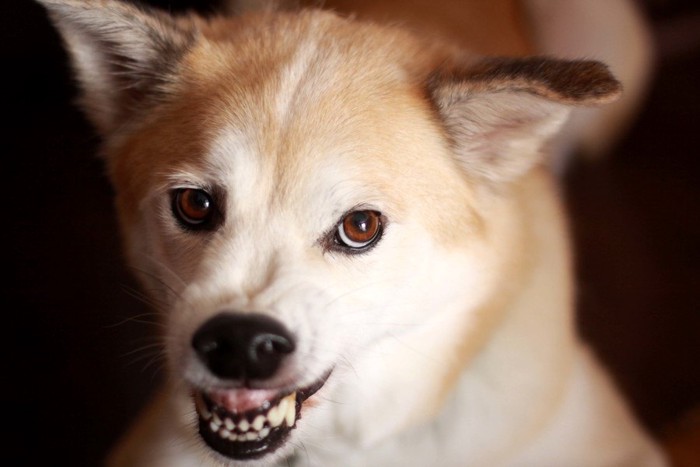 威嚇する犬の顔のアップ