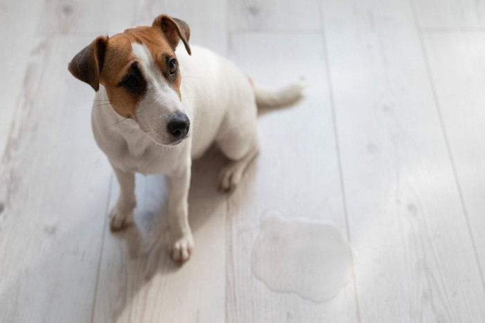 床におしっこしてしまった犬