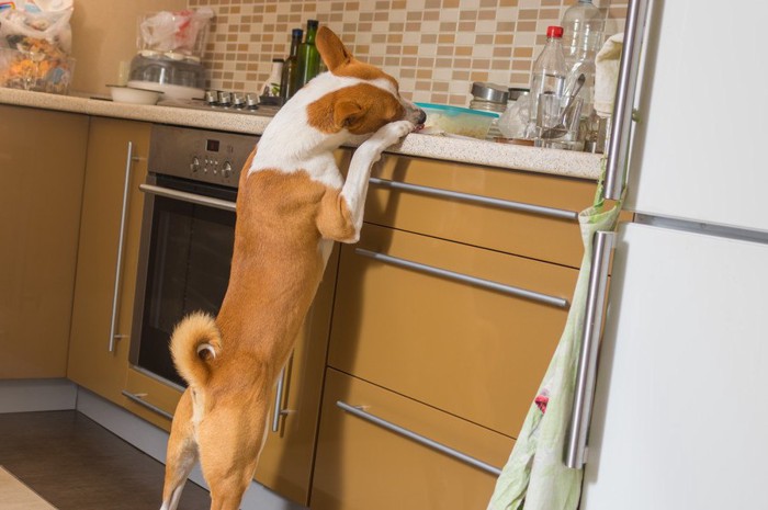 立って何かを探す犬