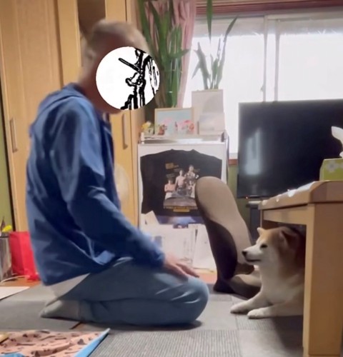 じっと人を見つめる犬