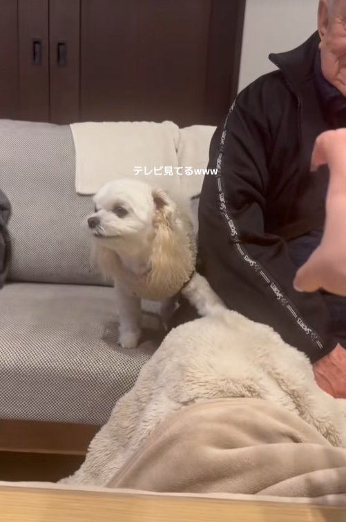 よそ見をする小型犬