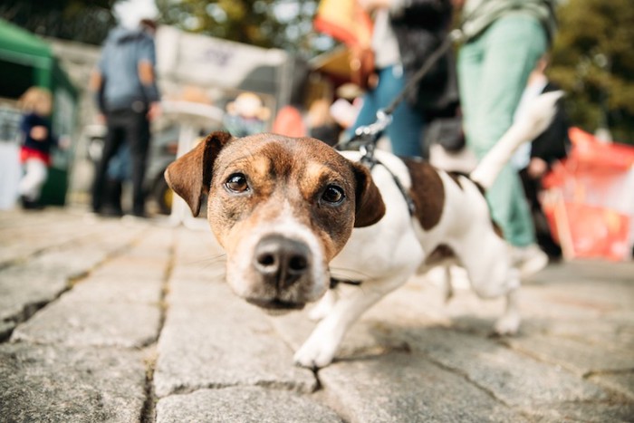 散歩中にこちらを見つめて近づく犬