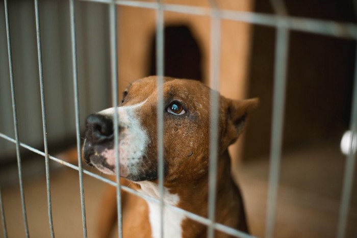 上目遣いの犬