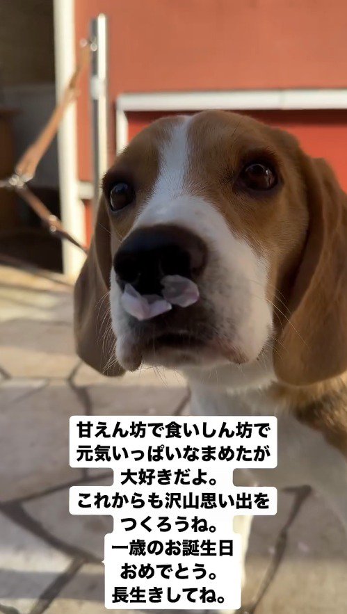 鼻に花びらをつけてカメラを見つめる子犬