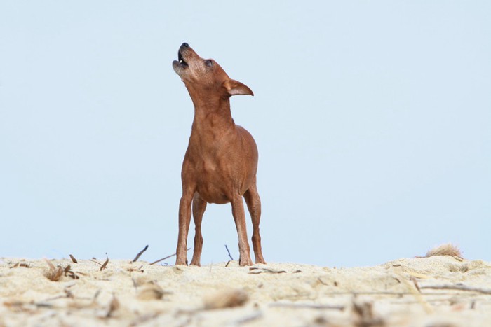 遠吠えする犬