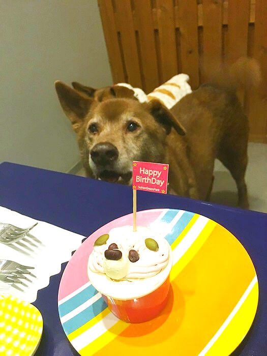 犬用の誕生日ケーキ