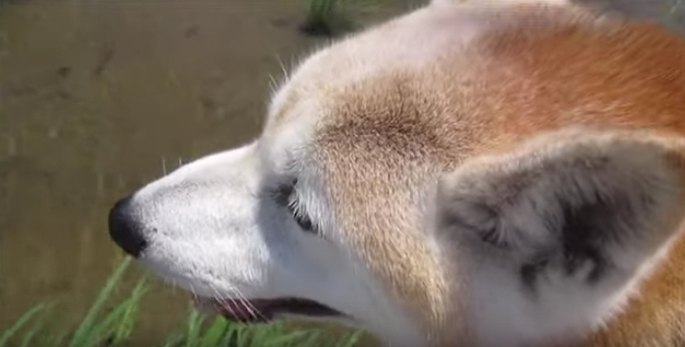 水の中を見るちゃめちゃん