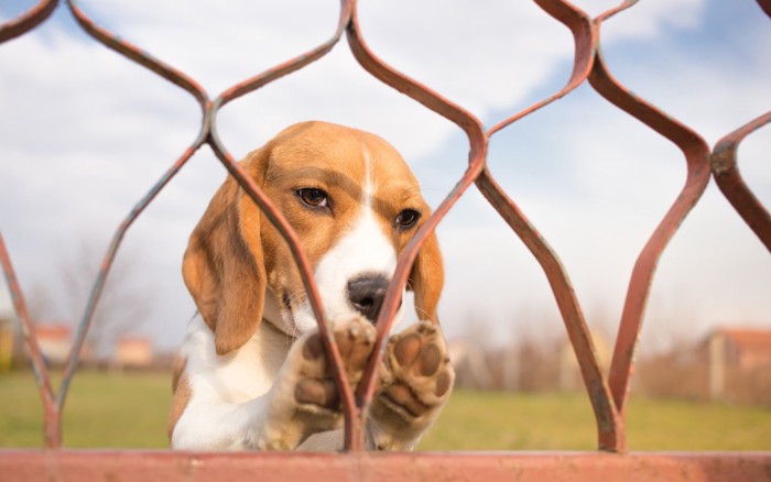 外に出たがる犬