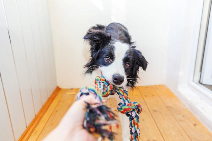 縄のオモチャを引っ張る犬